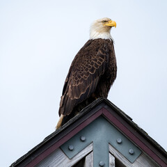 Closeup of a Bald Eagle on a rooftop