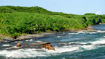 Brown bears in a river with a volcano and bird