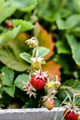 Ripe wild strawberries in the garden 