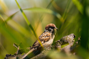 Sparrow sitting on a plant with a caterpillar in its mouth