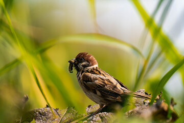 Sparrow sitting on a plant with a caterpillar in its mouth