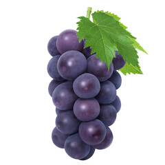 巨峰  イラスト リアル 葡萄