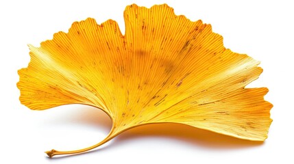 Fototapeta premium A vibrant yellow ginkgo leaf showcasing intricate veins and textures, perfect for nature-themed designs and seasonal decorations.