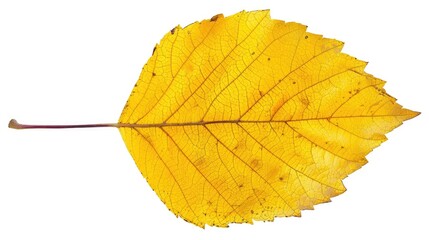 Obraz premium A vibrant yellow leaf displaying intricate veins and a smooth texture, perfect for autumn and nature-themed projects.