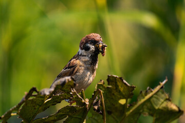 Sparrow sitting on a plant with a caterpillar in its mouth