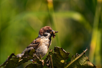 Sparrow sitting on a plant with a caterpillar in its mouth