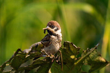 Sparrow sitting on a plant with a caterpillar in its mouth