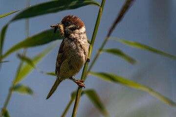 Sparrow sitting on a plant with a caterpillar in its mouth