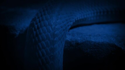 Snake Moves Up Over Ledge At Night