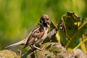 Sparrow sitting on a plant with a caterpillar in its mouth