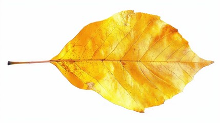 Naklejka premium A vibrant yellow leaf showcasing intricate textures and an organic form, perfect for nature-themed projects or autumn imagery.