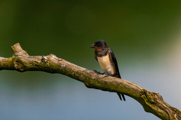 Barn swallow (Hirundo rustica) sitting on a tree branch