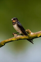 Barn swallow (Hirundo rustica) sitting on a tree branch