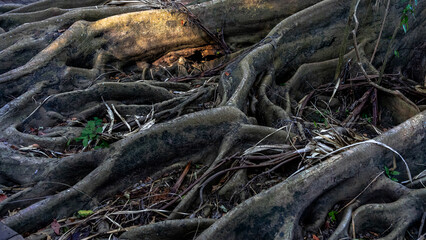 Earth full of big roots of a natural plant. Amazing centenarian tree with large trunk and big roots above the ground. View of the old tree with roots. Close up view of the base of the tree in forest.