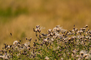 Thistles on a field nature background