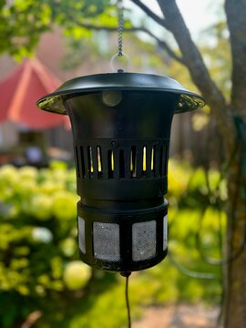A bug Zapper hangs from a tree outside, and attracts bugs, insects and mosquitoes using a purple light in the centre of the zapper. 
