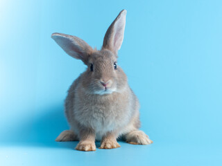 Front view of gray rabbit standing on blue background. Lovely action of young rabbit.