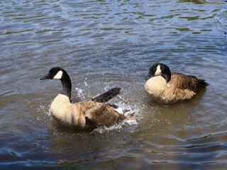 Fototapeta premium Canada Goose（カナダ雁）