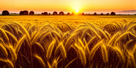 Ears of yellow wheat field against the backdrop of a golden sunset. Wheat field landscapes under bright sunlight. Rich harvest concept.