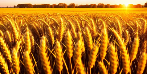Ears of yellow wheat field against the backdrop of a golden sunset. Wheat field landscapes under bright sunlight. Rich harvest concept.