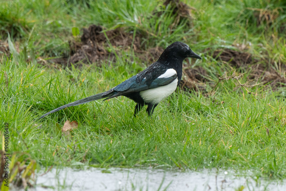 Wall mural Pie bavarde,.Pica pica, Eurasian Magpie