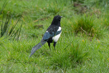 Pie bavarde,.Pica pica, Eurasian Magpie