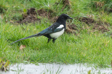 Pie bavarde,.Pica pica, Eurasian Magpie