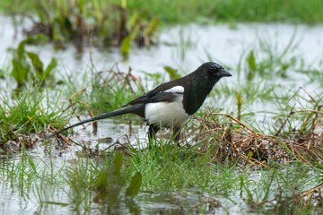 Pie bavarde,.Pica pica, Eurasian Magpie