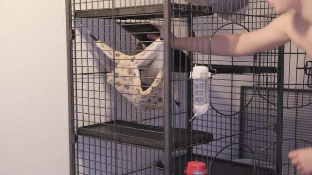 child cleans cage pet rats, with cute furry pets sitting in clean home, Child caring, learning responsibility, child's routine, kids helping, Nurturing compassion and empathy
