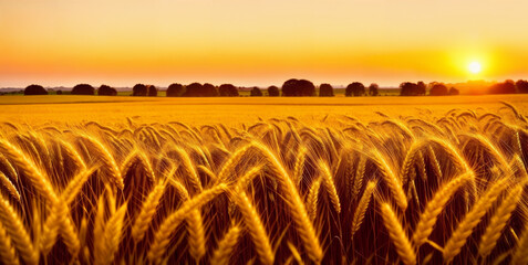 Ears of yellow wheat field against the backdrop of a golden sunset. Wheat field landscapes under bright sunlight. Rich harvest concept.