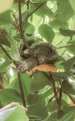 Mexican grey squirrel on tree Playa del Carmen Mexico.