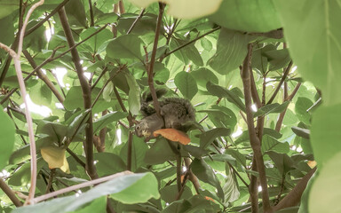 Mexican grey squirrel on tree Playa del Carmen Mexico.