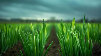 Fototapeta premium Lush green grass stretches towards the sky under a cloudy atmosphere, evoking a sense of tranquility and natural beauty.
