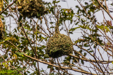 Weaver's nest near Kazinga Channel, Uganda