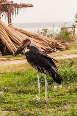 Marabou stork (Leptoptilos crumenifer) near Kazinga Channel, Uganda
