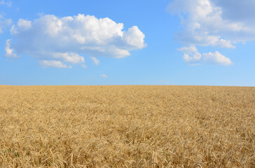 a field of wheat with a blue sky and clouds in the background 