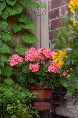 Coral color Geranium Pelargonium flower in rustic teracotta pot blooming on a balcony garden