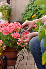 Closeup woman's hands deadheading cutting spent geranium plant flowers on a balcony garden