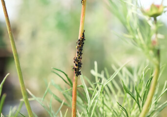 Farmer ants and aphid herd on peony flower stem with defocused plant background. Colony of black aphids farmed by ants for honeydew secret. Symbiotic insect relationship. Selective focus.