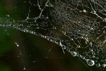 Morning dew on the spider web closeup