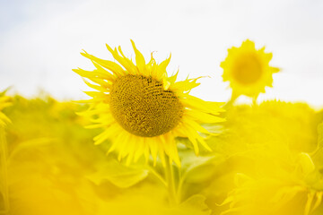 Fototapeta premium sunflower in the field through prism