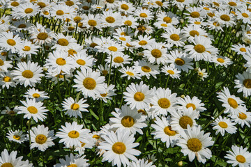 daisy flowers in a field 
