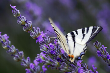Lavender flower has a white butterfly with black-veined wings in close-up
