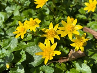 yellow flowers in the garden