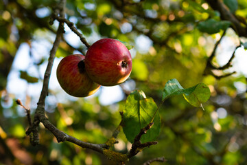 apples on tree