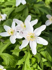 white anemone flowers in the forest