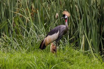 Naklejka premium Grey crowned crane (Balearica regulorum), national bird of Uganda, near Kisiizi Falls, Uganda