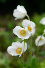 wei&szlig;e Anemonen