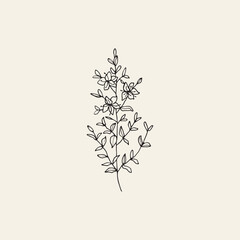Fototapeta premium Hand drawn St. John's wort illustration