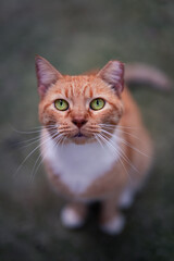 Red Cat. Stray cute fluffy Kitten. Home pet. Green eyes cat. Kitten portrait. Adorable pretty kitty. Beautiful animals. Domestic young tabby cat.